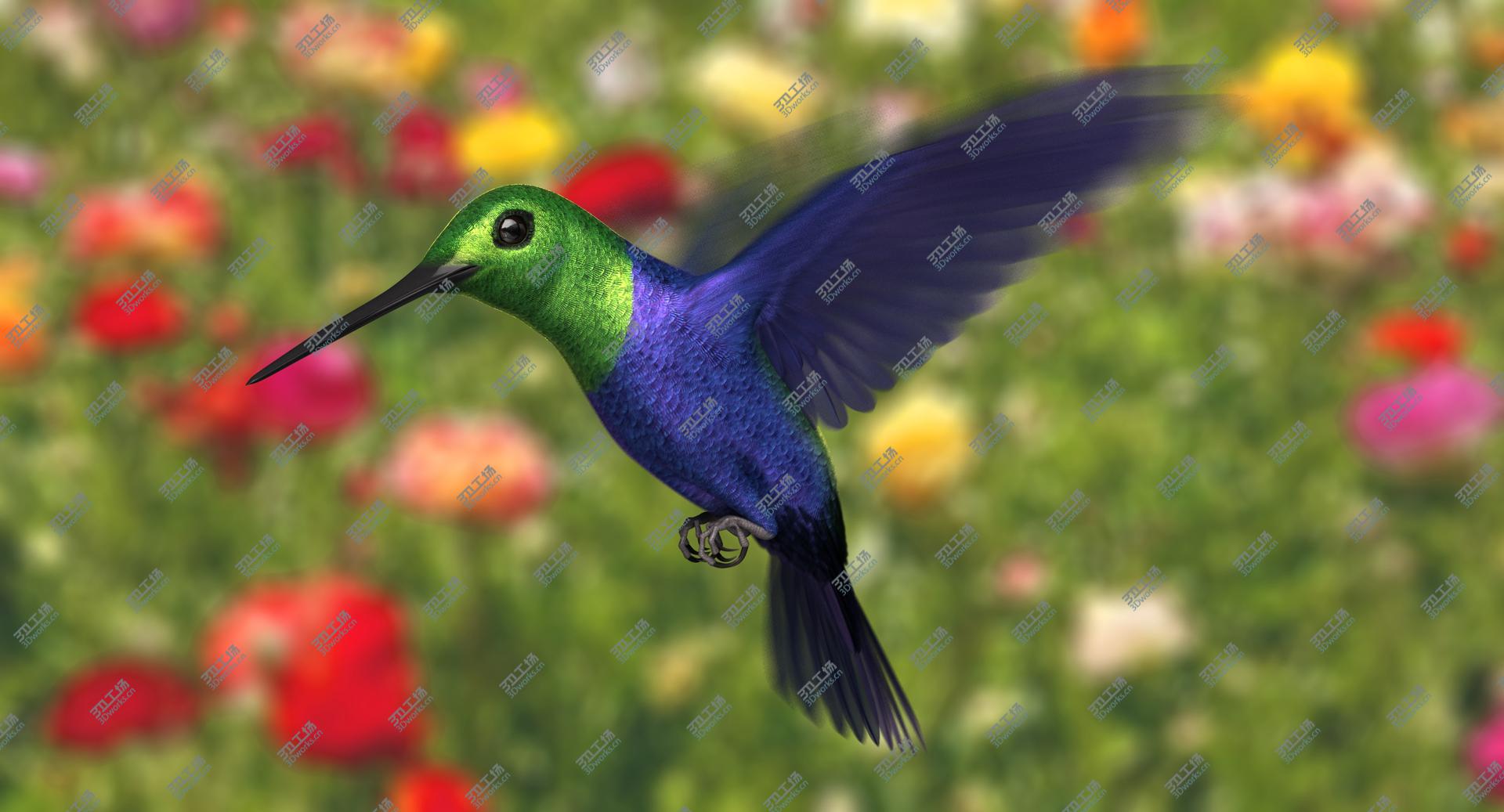 images/goods_img/202104092/Green-Crowned Woodnymph Hummingbird (Animated) model/3.jpg